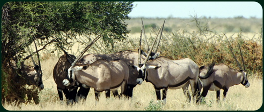 Ориксы в Калахари, Ботсвана